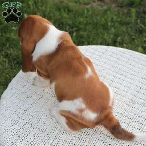 Barney, Basset Hound Puppy
